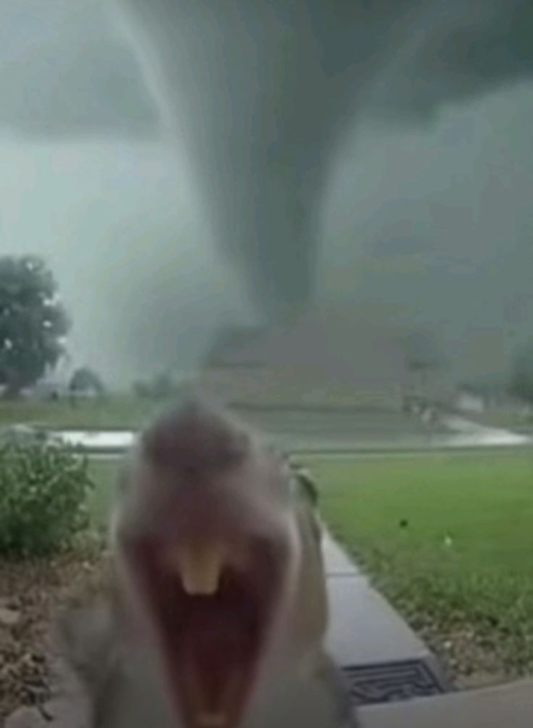 Animal screaming at the camera as a huge tornado looms in the yard behind it