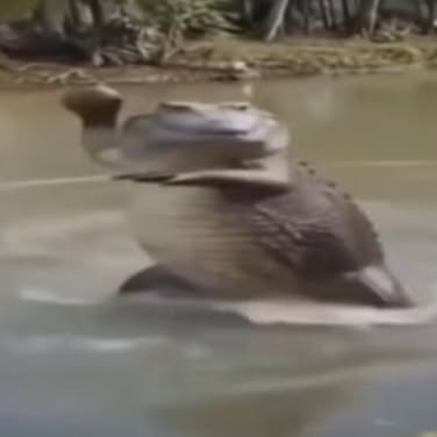 Blurry alligator standing upright and strutting through the water