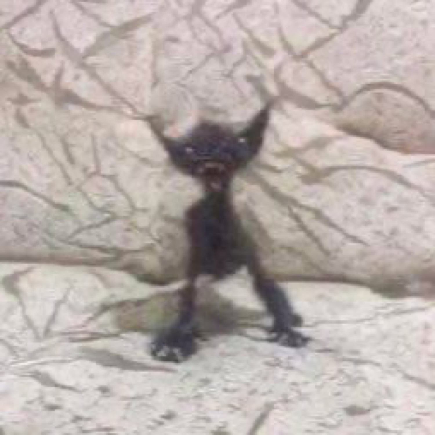 Tiny black kitten standing on rocks with arms spread wide and mouth open in a fierce scream