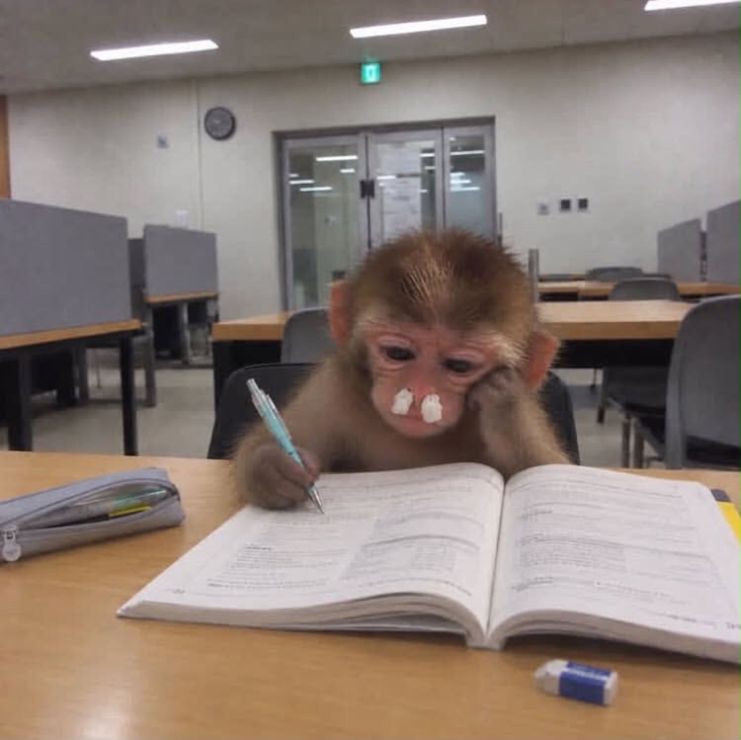 Baby monkey propping its head on its hand over a textbook, bored