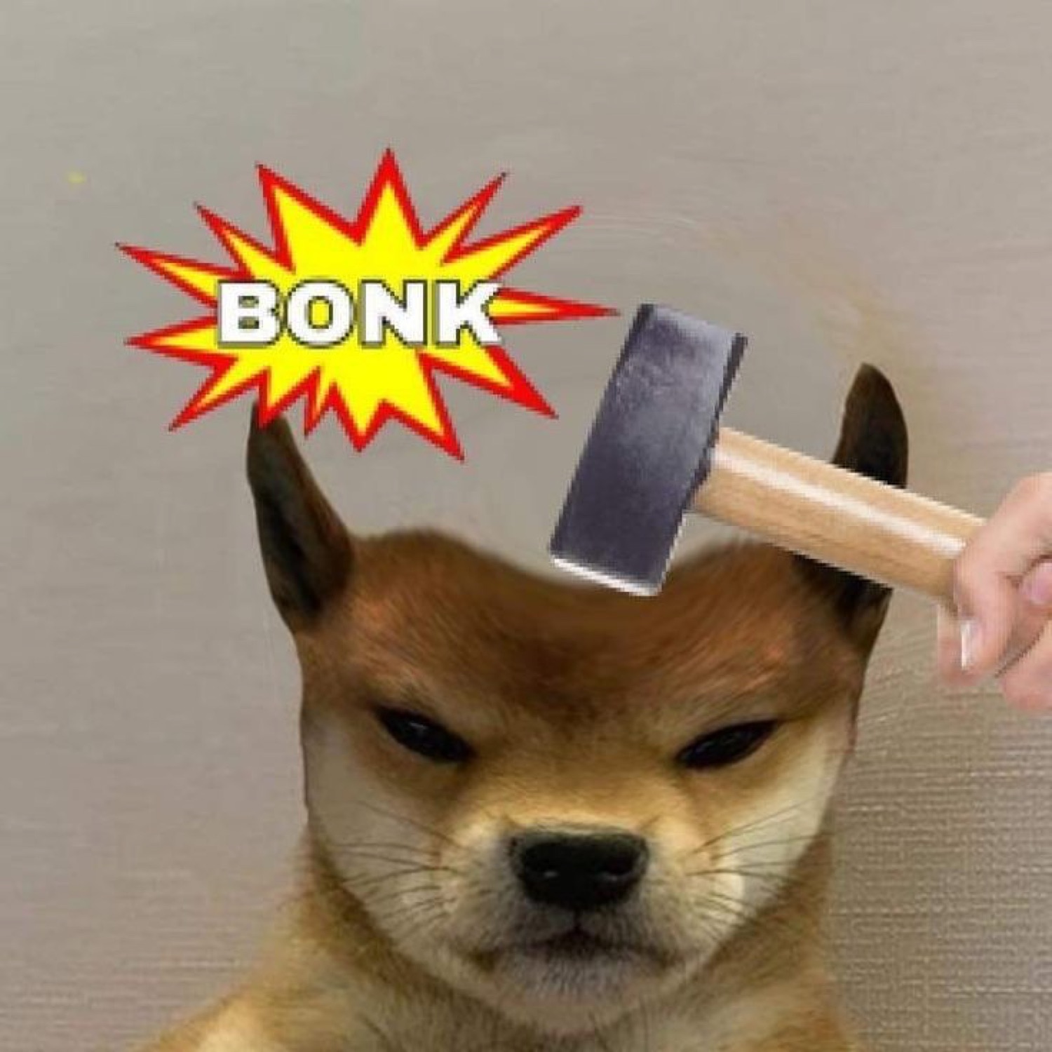 Grumpy shiba getting bonked with a hammer: 'BONK'