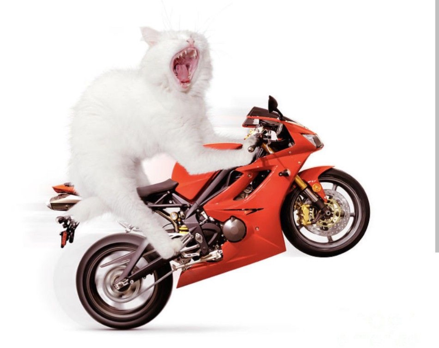 Screaming white cat riding a red sport motorcycle