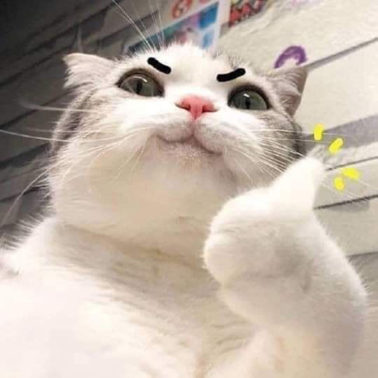 White cat with drawn-on determined eyebrows giving a thumbs up