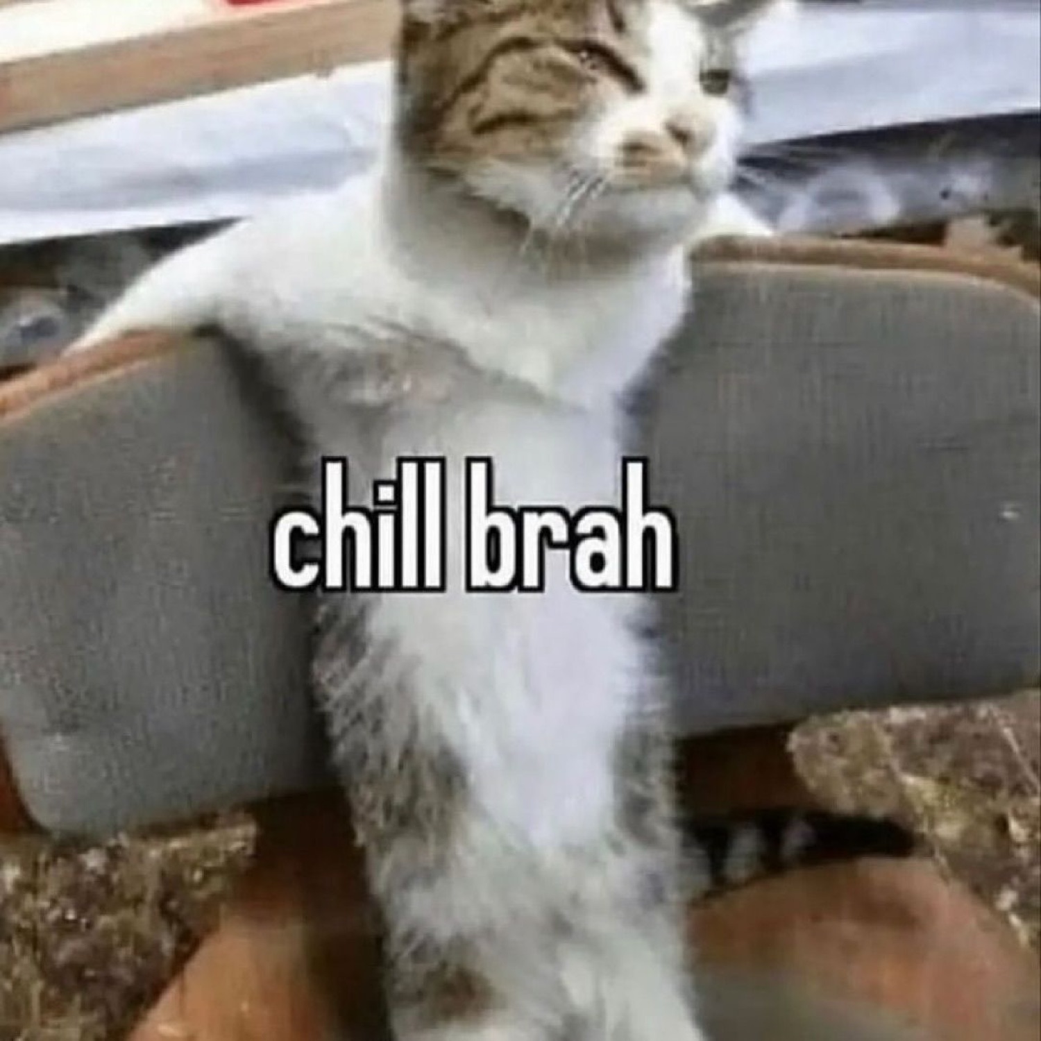 Cat lounging back against a cushion like a bro, captioned 'chill brah'