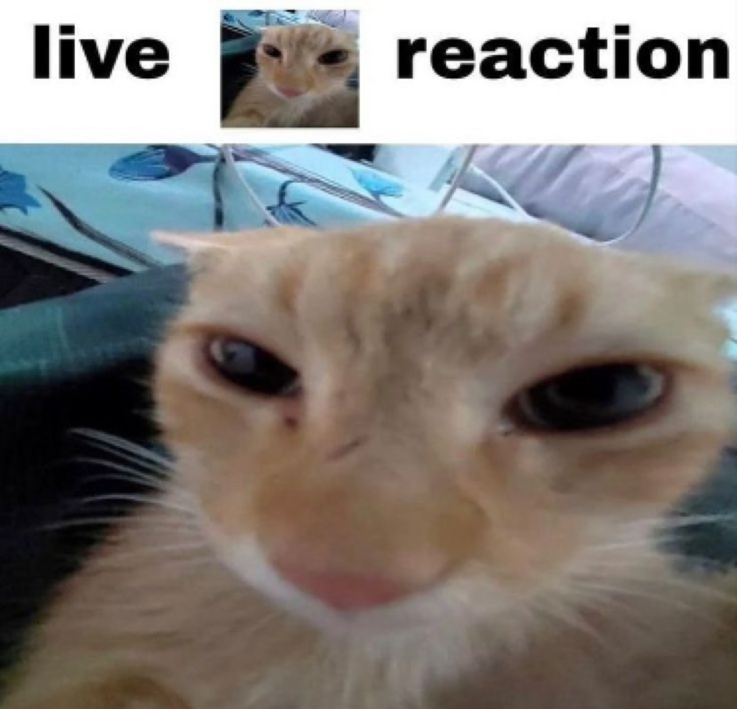 Orange cat with droopy suspicious half-closed eyes labeled 'live reaction'