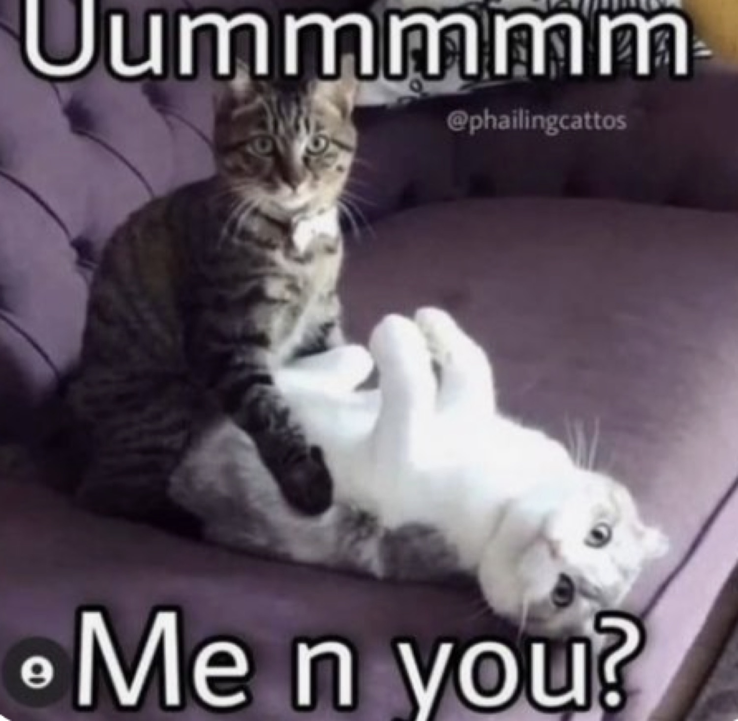 Tabby cat sitting on a white cat with text 'Uummmmmm Me n you?' — a bold proposal