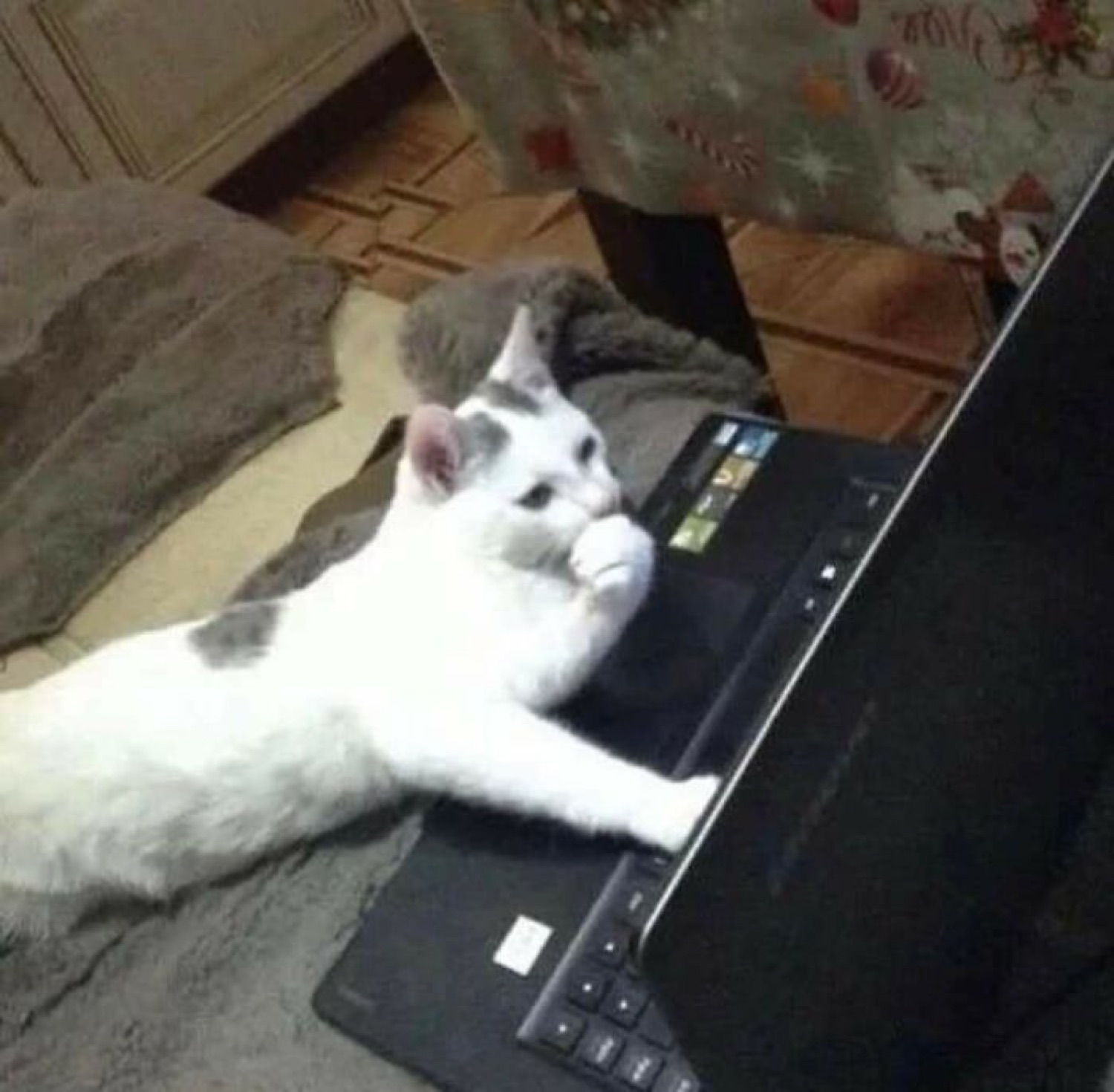 Cat sprawled at a laptop with a paw to its mouth like it just read something wild