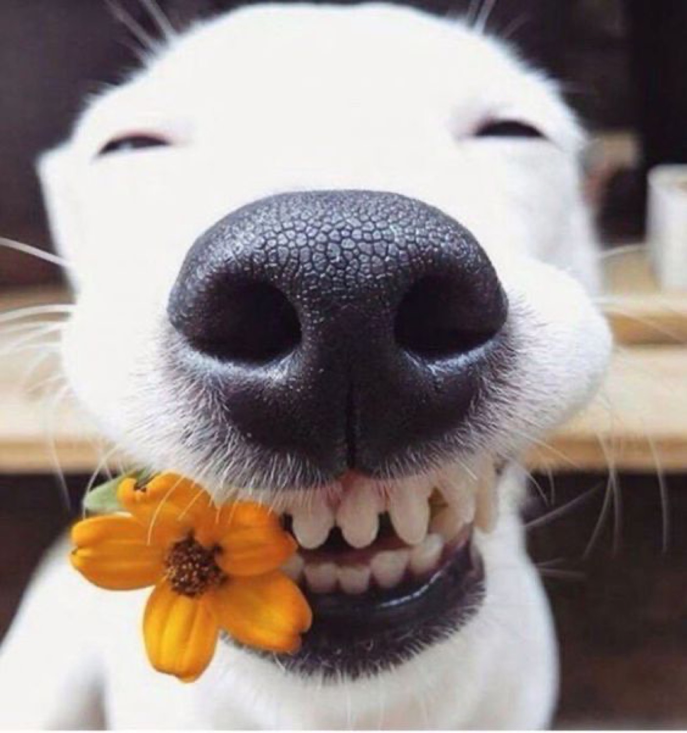 White dog beaming a toothy squint-eyed grin with a yellow flower in its mouth