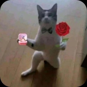 Gray and white cat in a bow tie holding a ring box and a red rose like a proposal
