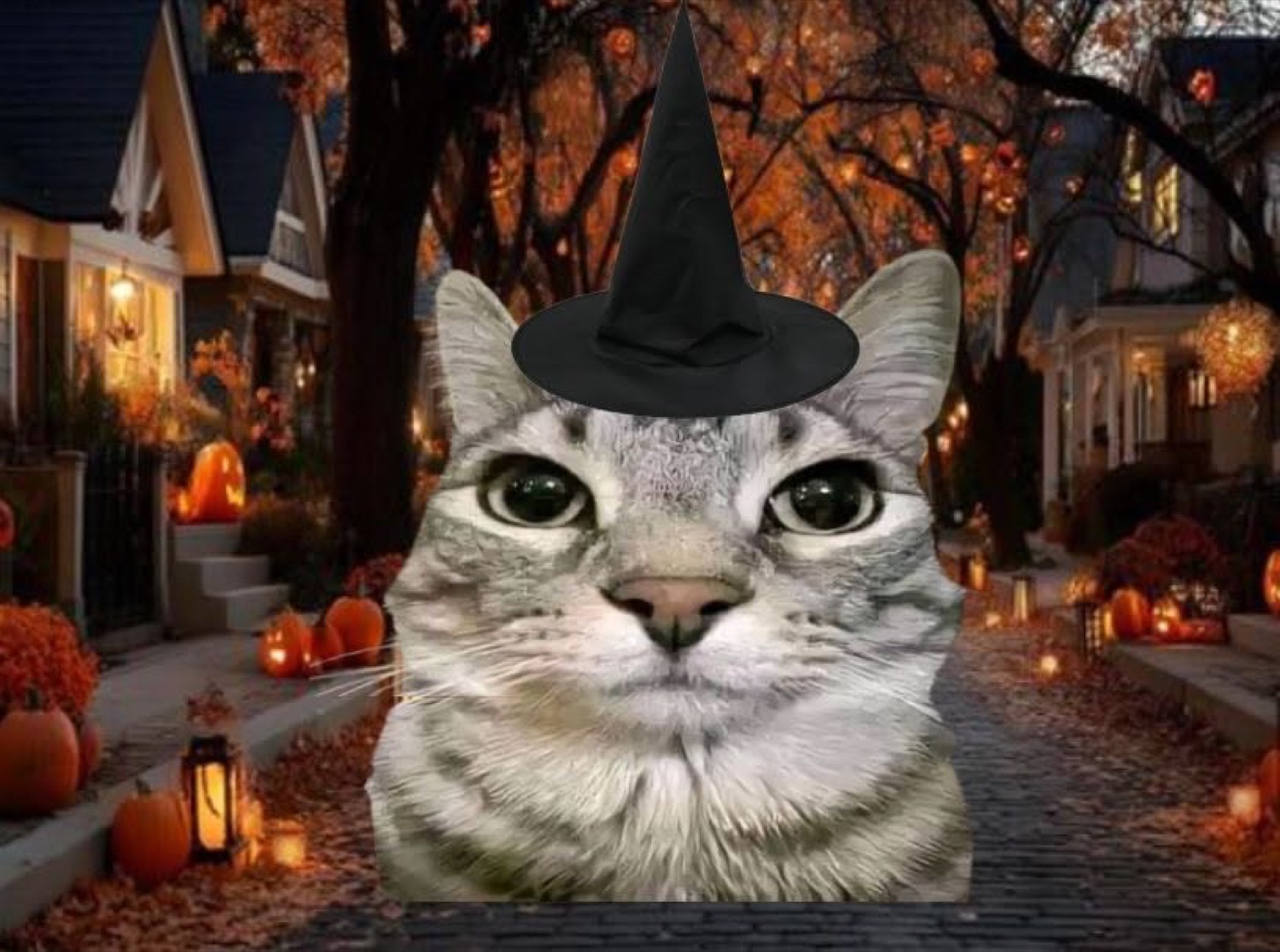 Tabby cat in a witch hat on a pumpkin-lined Halloween street, deadpan