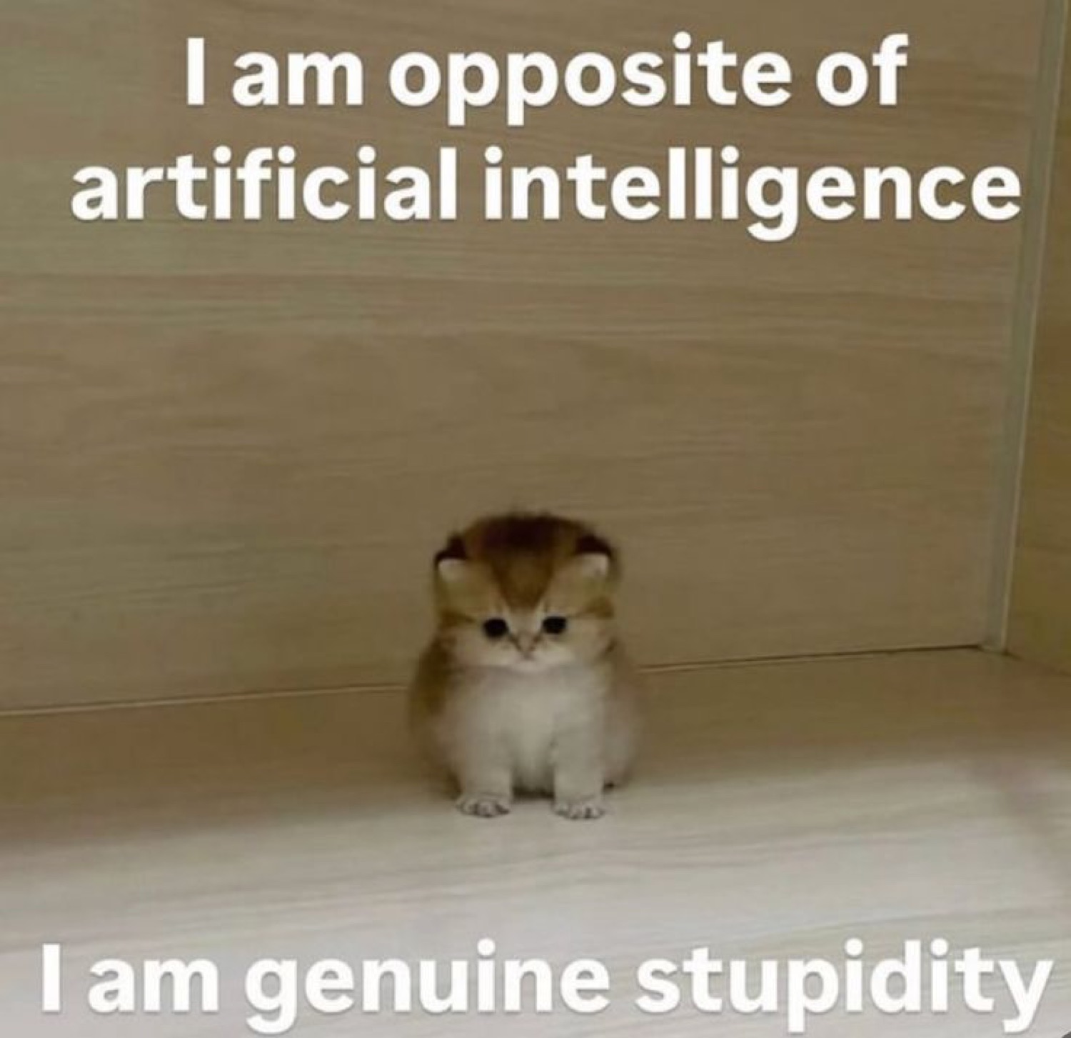 Tiny kitten in a corner captioned 'I am genuine stupidity'
