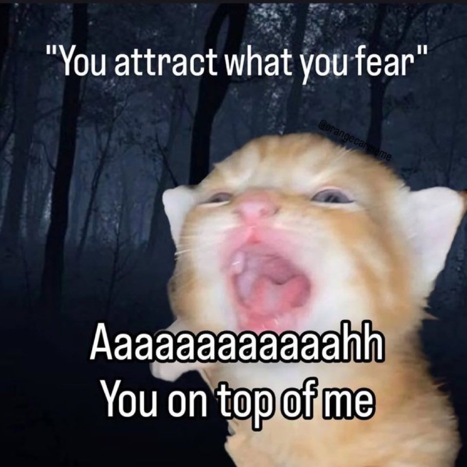 Orange kitten screaming in a dark forest under 'You attract what you fear'