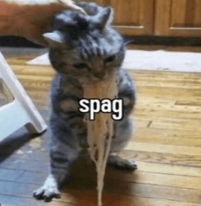 Grey cat drooling a long strand with a deadpan face, captioned 'spag'