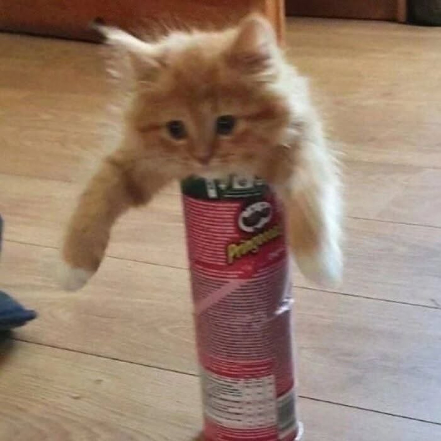 Fluffy orange kitten stuck halfway into a Pringles can, front paws dangling