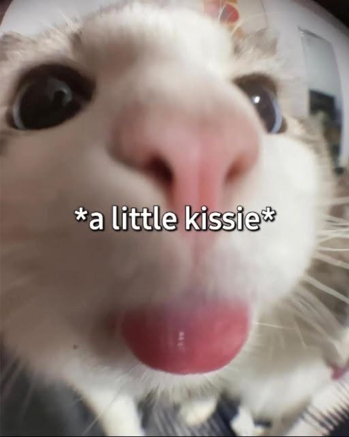 Fisheye close-up of a cat leaning in with tongue out captioned '*a little kissie*'