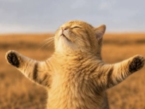 Orange tabby cat standing upright with arms wide open and face tilted to the sky
