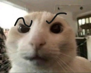 White cat up close with crude squiggly eyebrows drawn on, giving maximum skeptical judgment