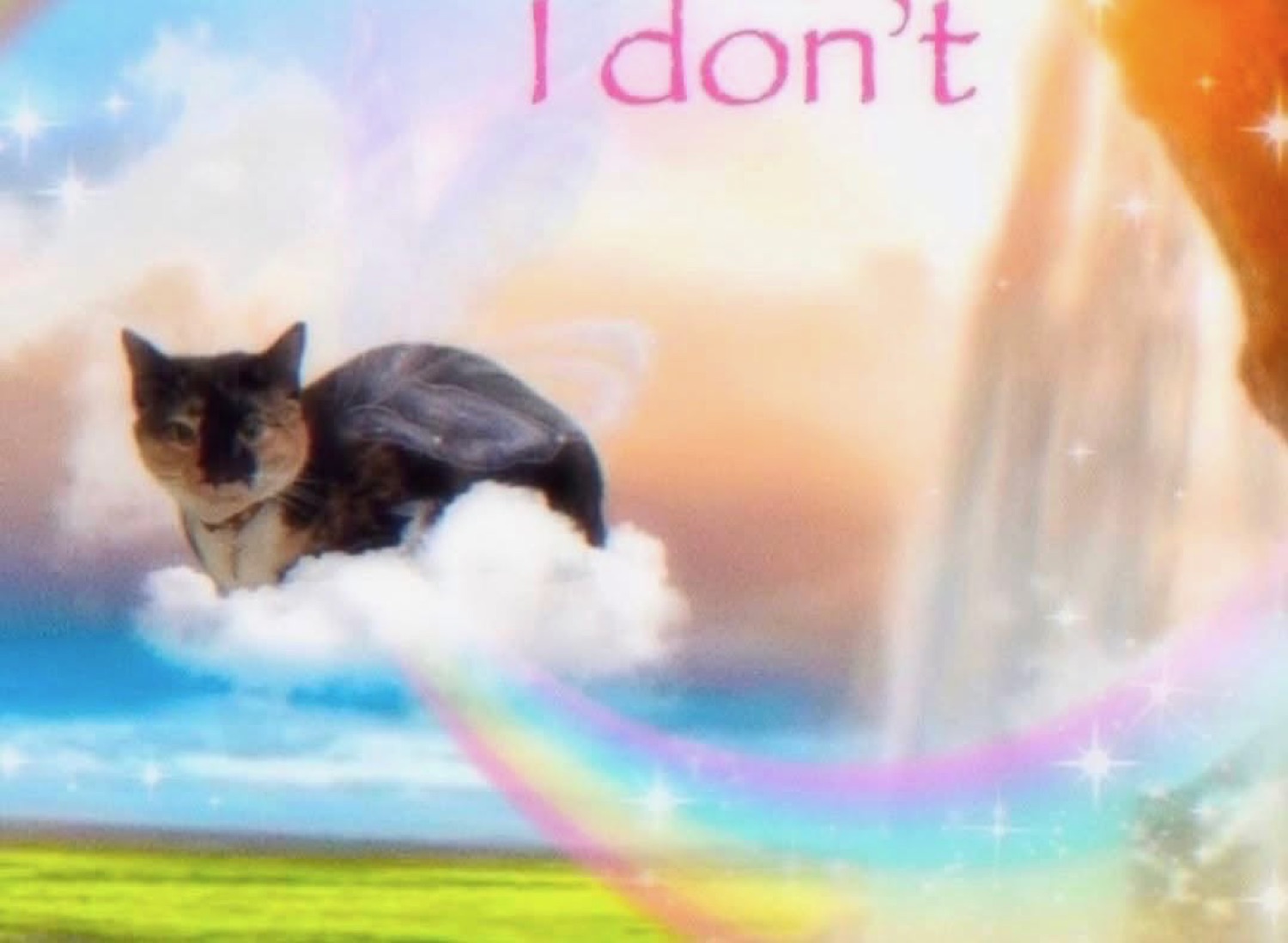 Cat crouched on a cloud in a dreamy rainbow sky with the text 'I don't'
