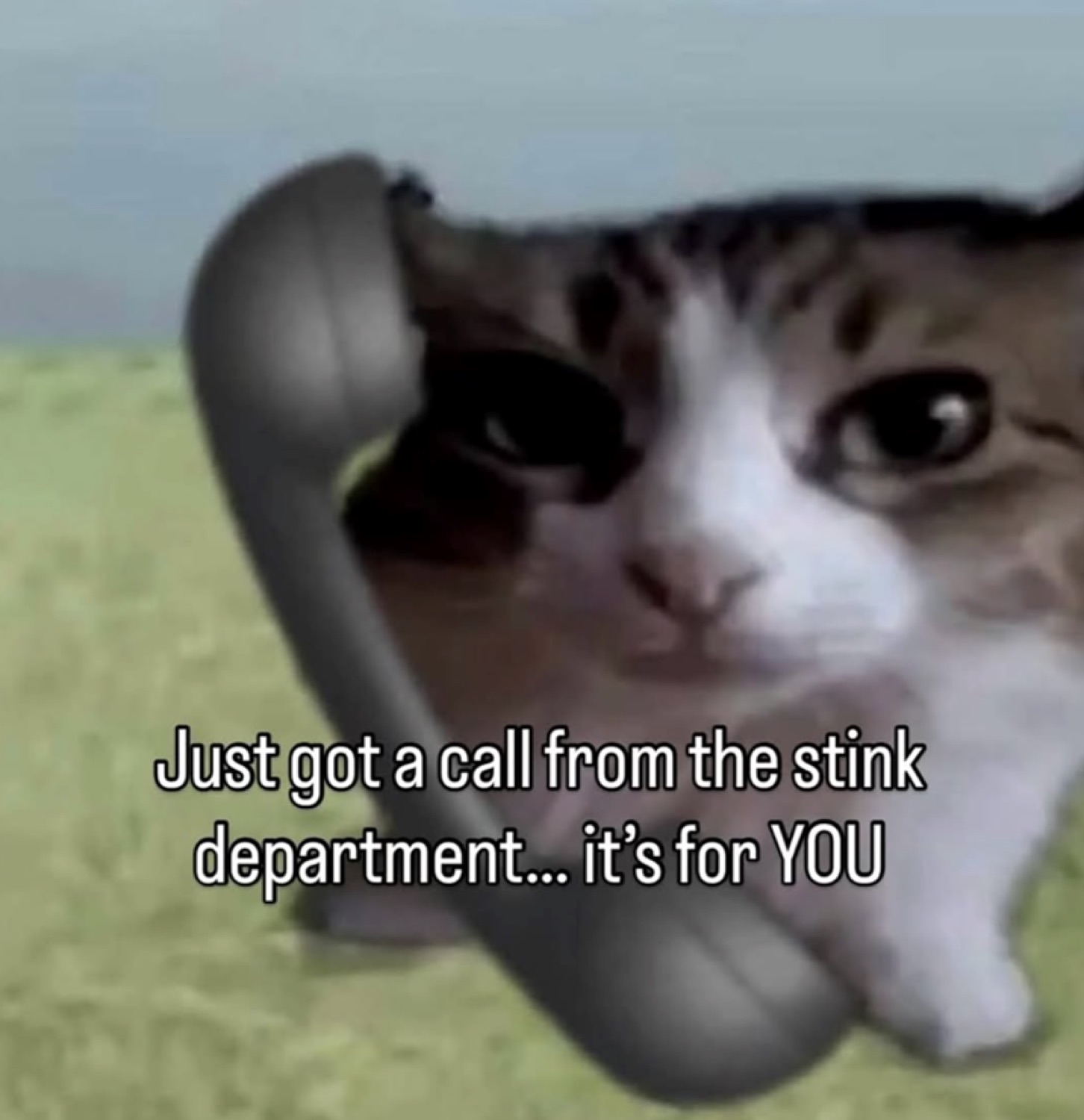 Cat side-eyeing the camera with a phone pressed to its face: 'Just got a call from the stink department... it's for YOU'