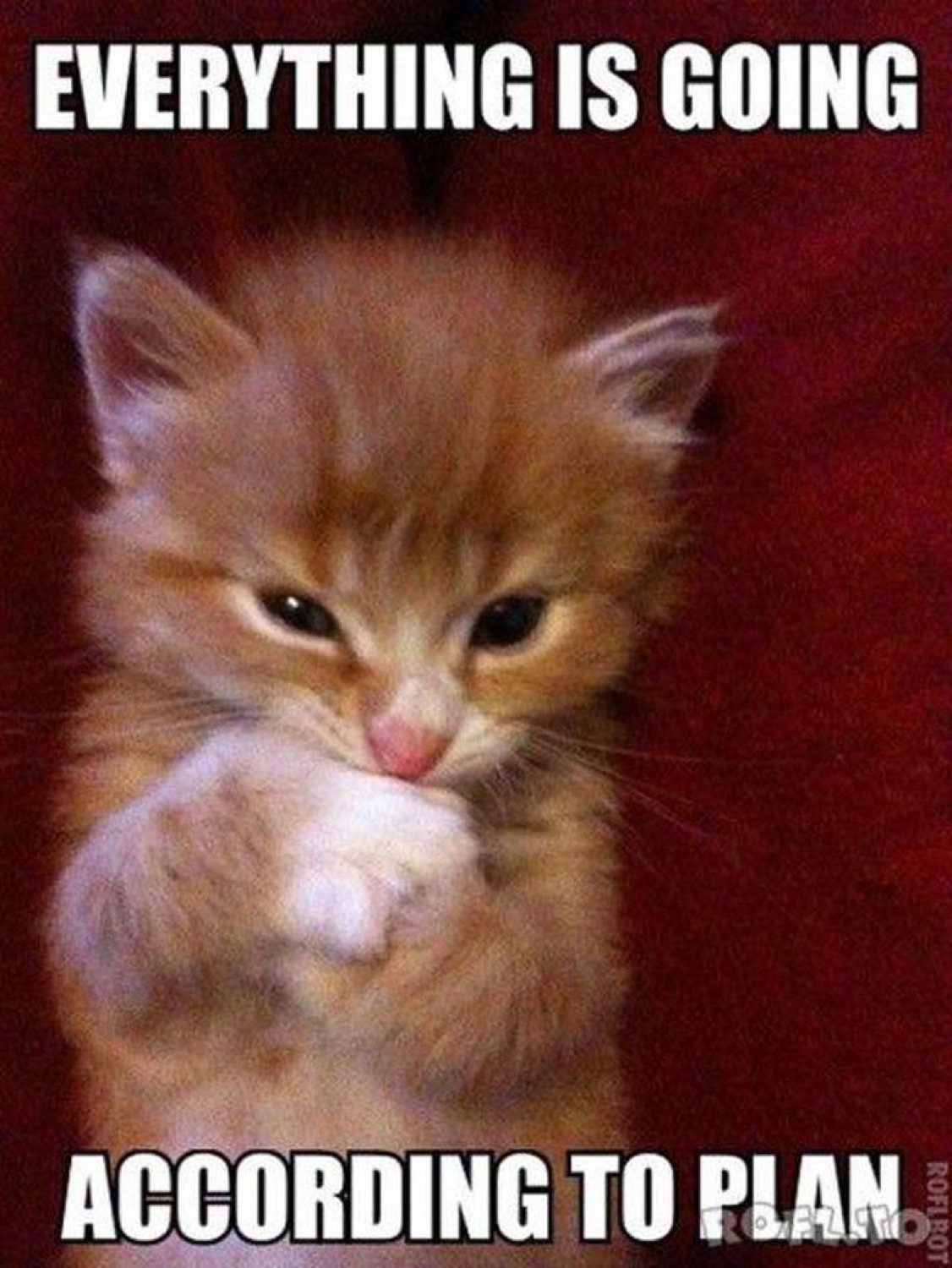 Kitten steepling its paws: 'EVERYTHING IS GOING / ACCORDING TO PLAN'
