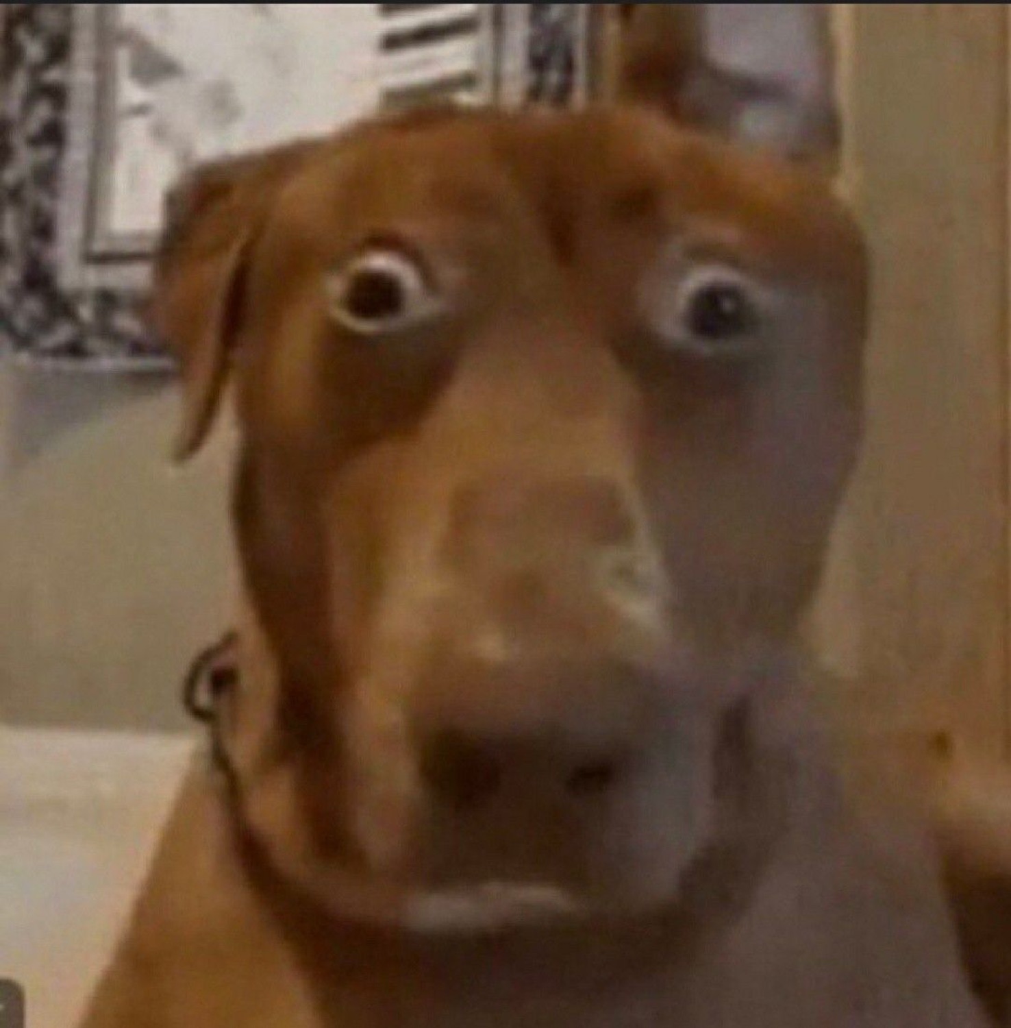 Bug-eyed dog staring at the camera in wide-eyed traumatized disbelief