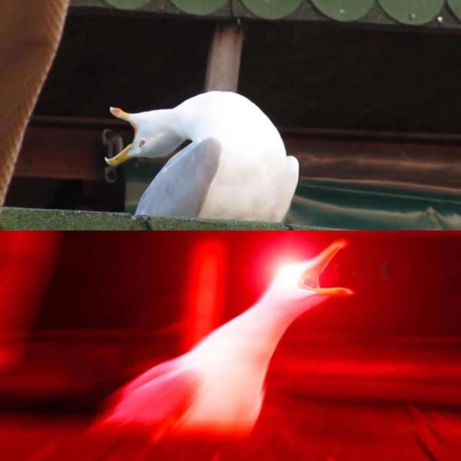 The inhaling seagull building up before an explosive, glowing screech
