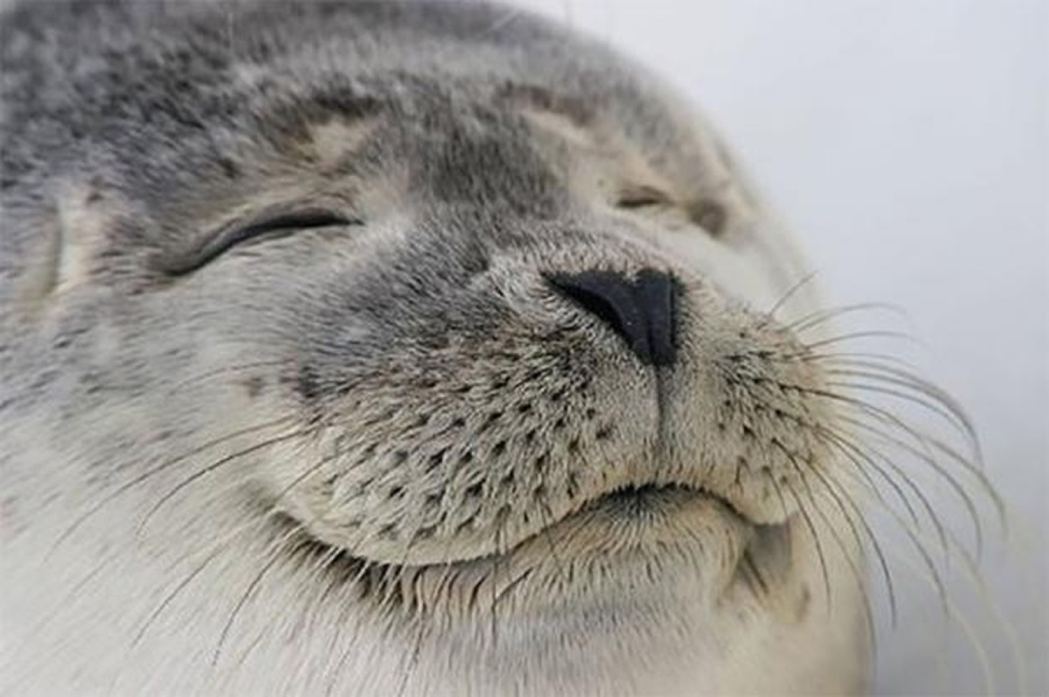 Seal with eyes closed and a blissful little grin, totally content