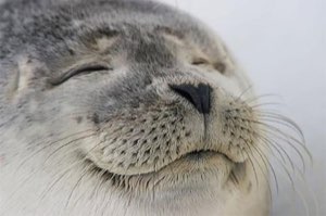 Seal with eyes closed and a blissful little grin, totally content