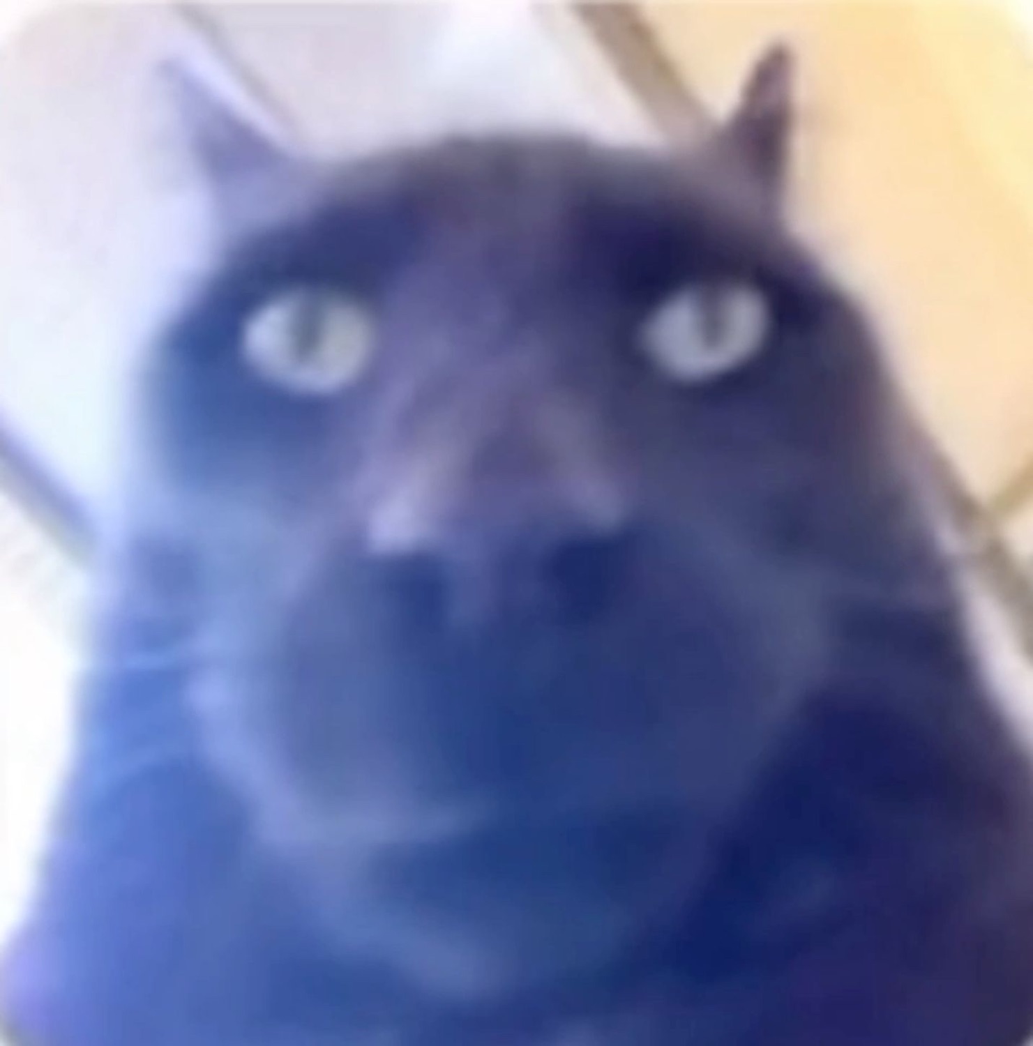 Blurry blue-tinted cat staring dead into the camera