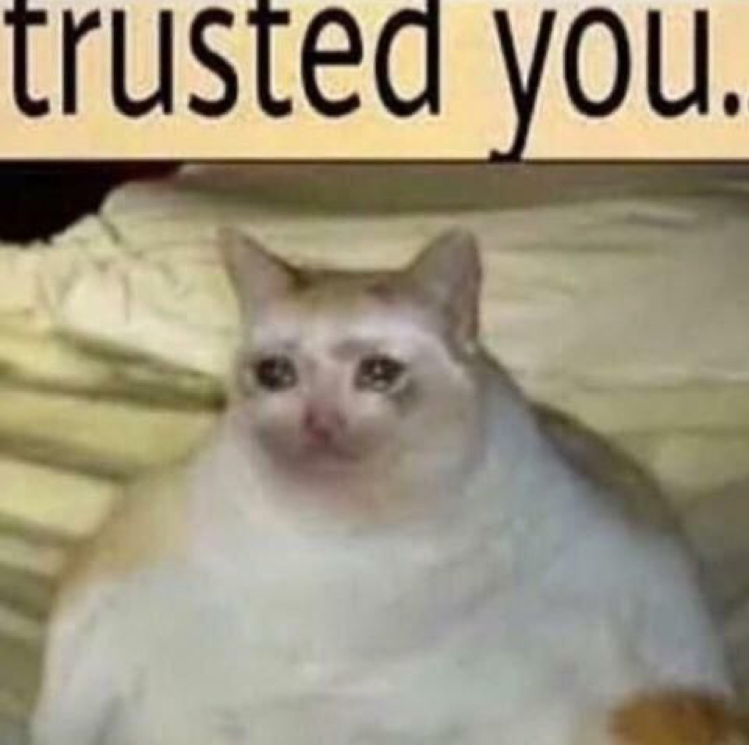 Crying cat under the words 'trusted you.'