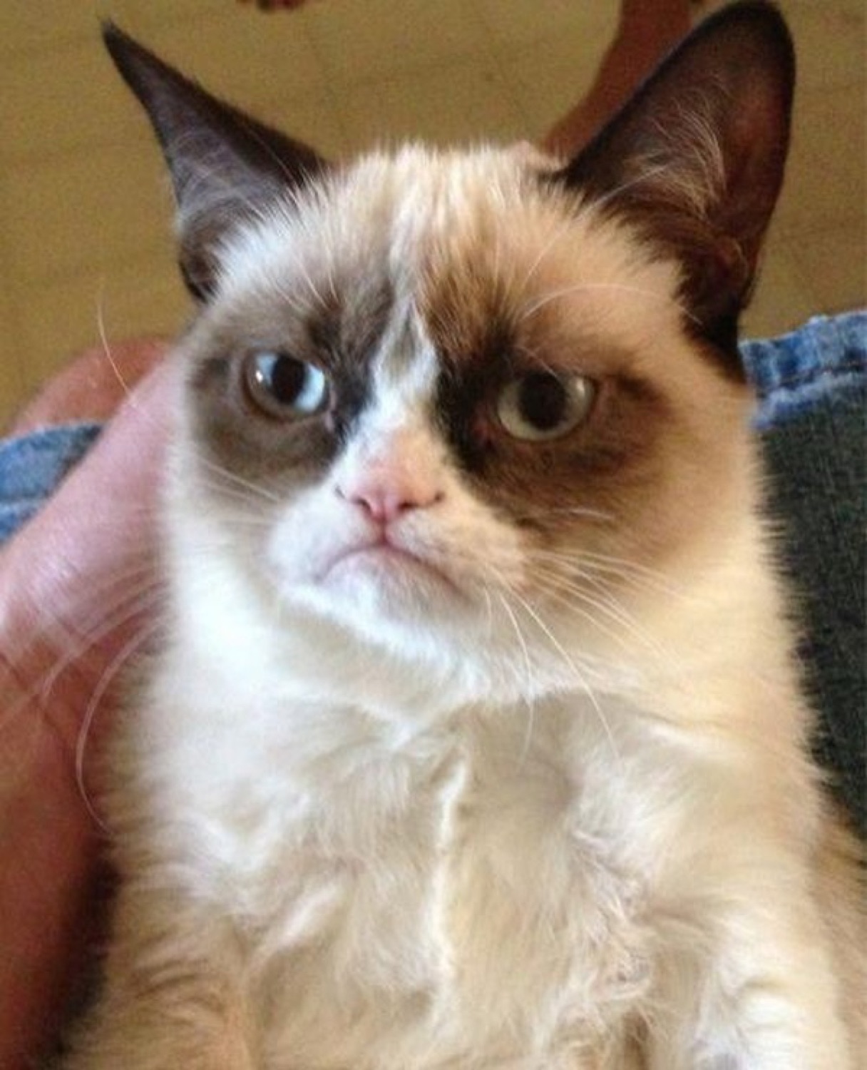 Grumpy Cat staring straight ahead with its iconic permanently unimpressed frown