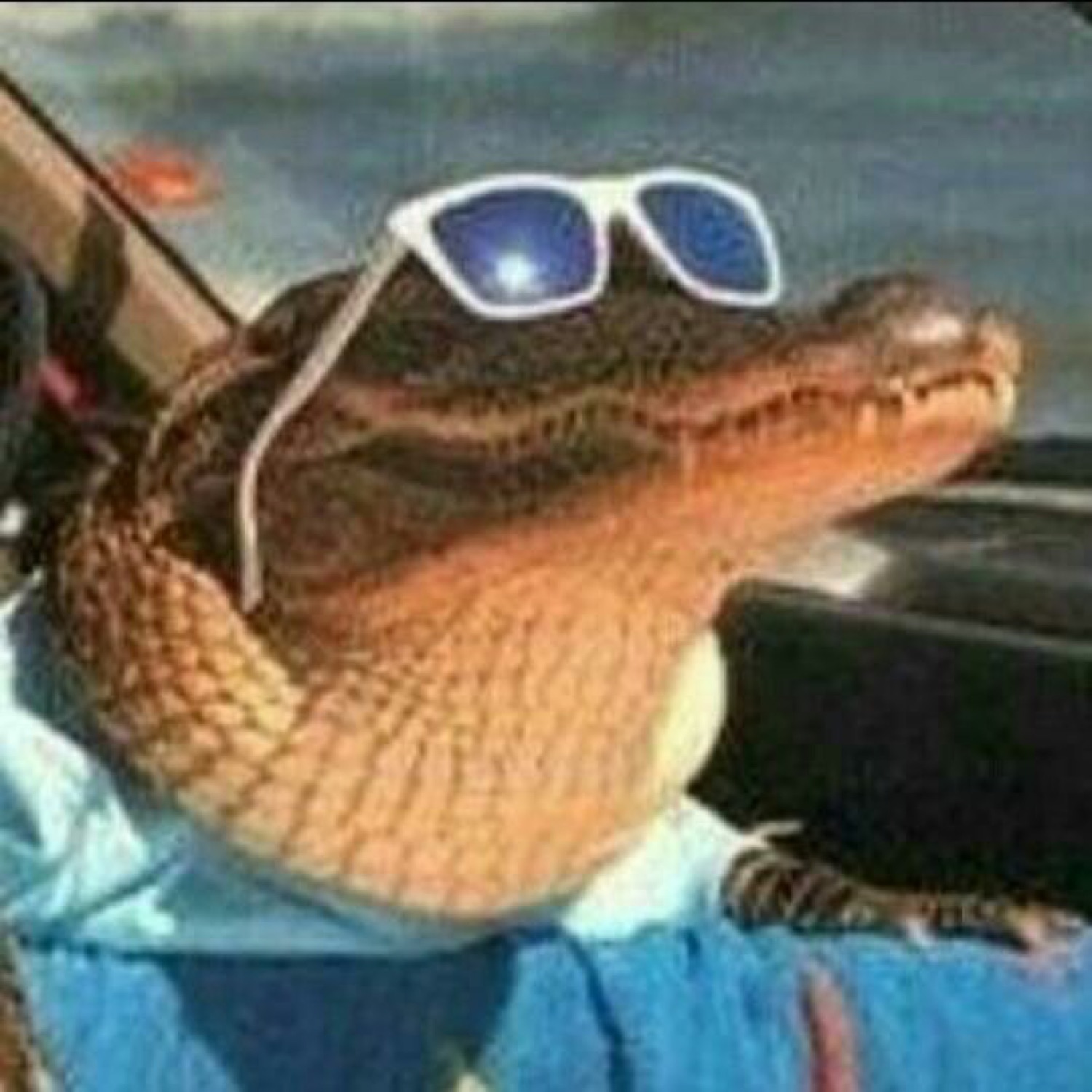 Alligator in white sunglasses and a blue shirt riding in a car like a tourist