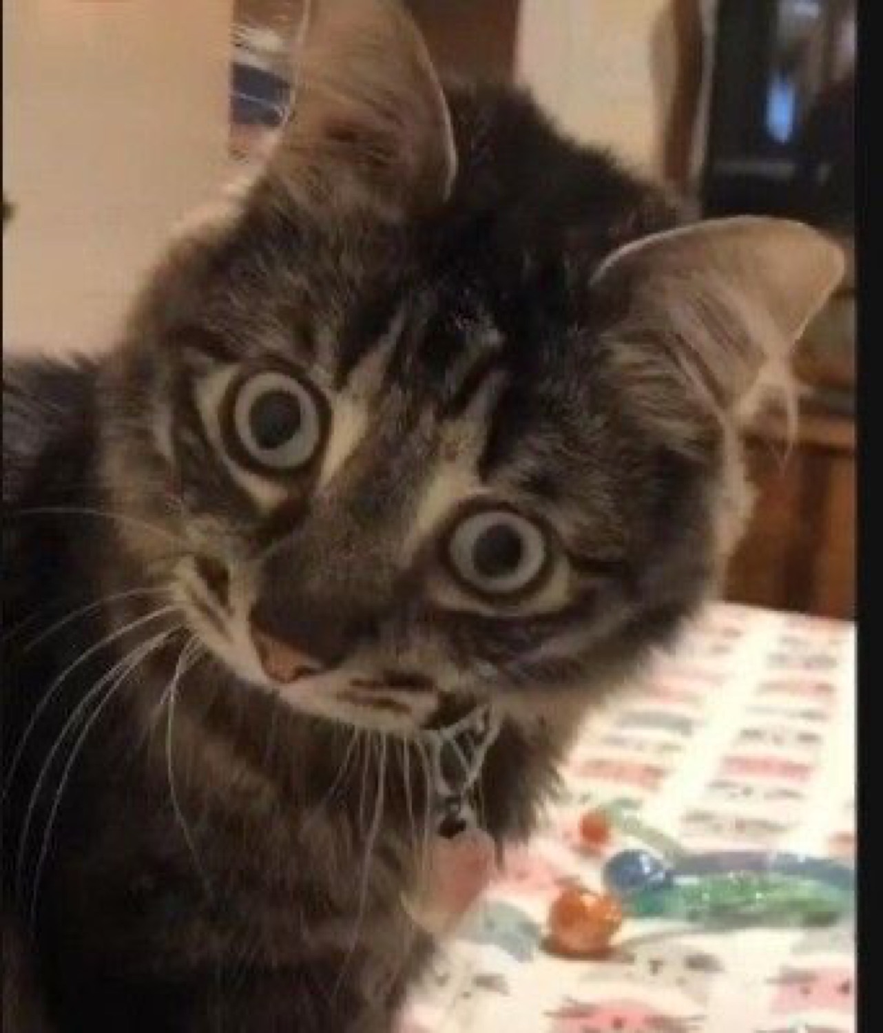 Tabby kitten with enormous saucer eyes staring straight at camera in pure shock
