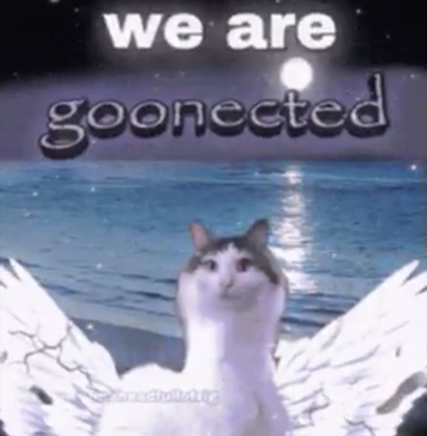 Cat with white angel wings over a moonlit sea captioned 'we are goonected'
