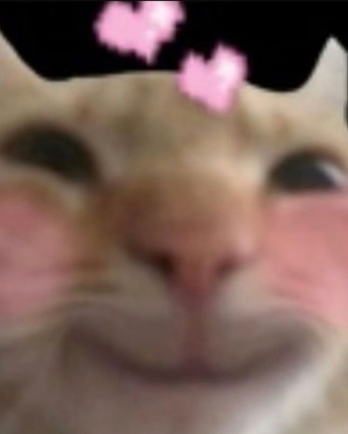 Close-up orange cat smiling with blushing cheeks and little pink hearts above