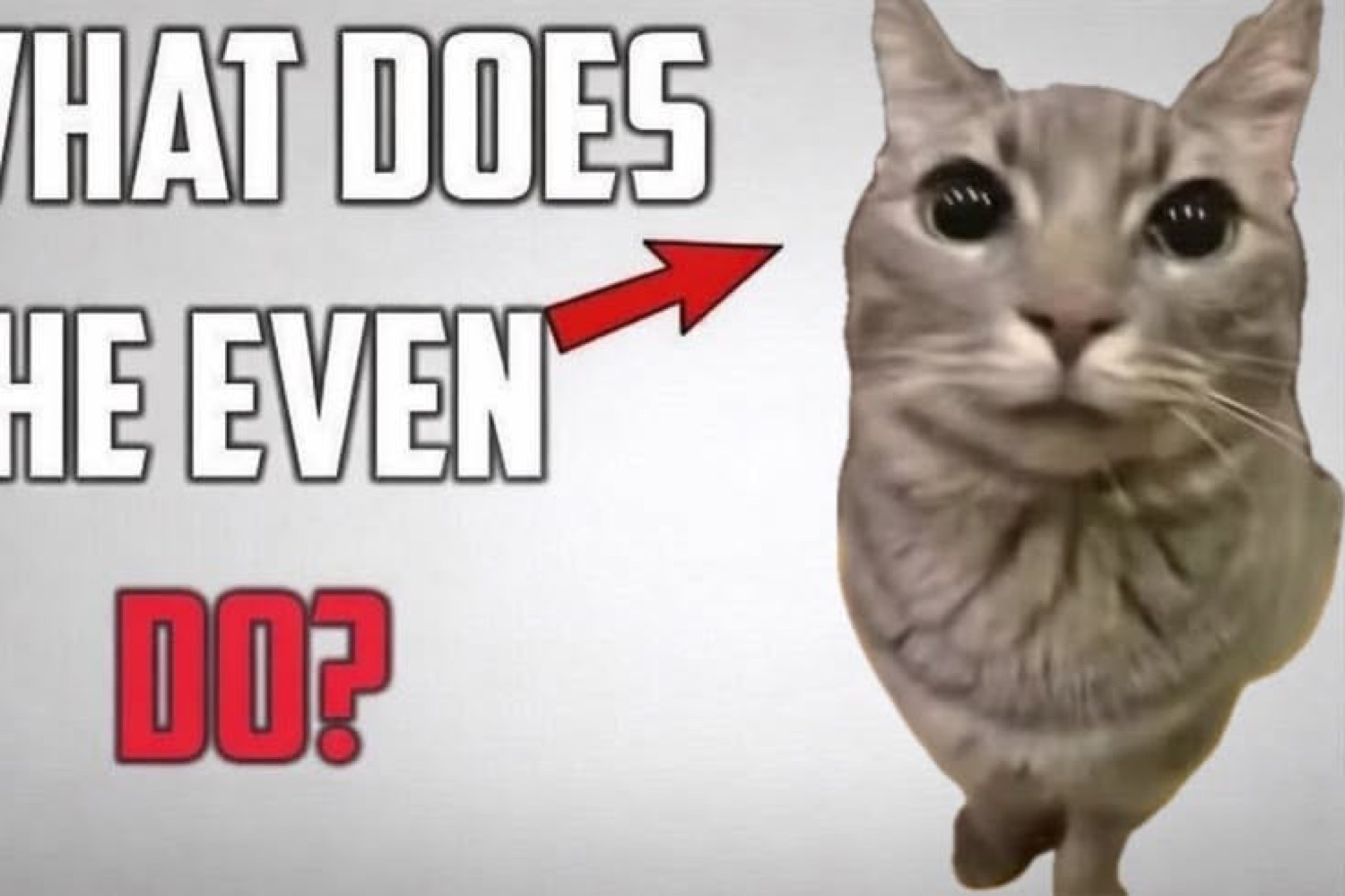 Wide-eyed gray cat with an accusatory red arrow pointing at it next to 'WHAT DOES HE EVEN DO?'