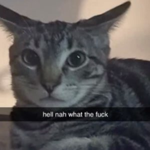 Tabby cat staring wide-eyed at something alarming, captioned 'hell nah what the fuck'