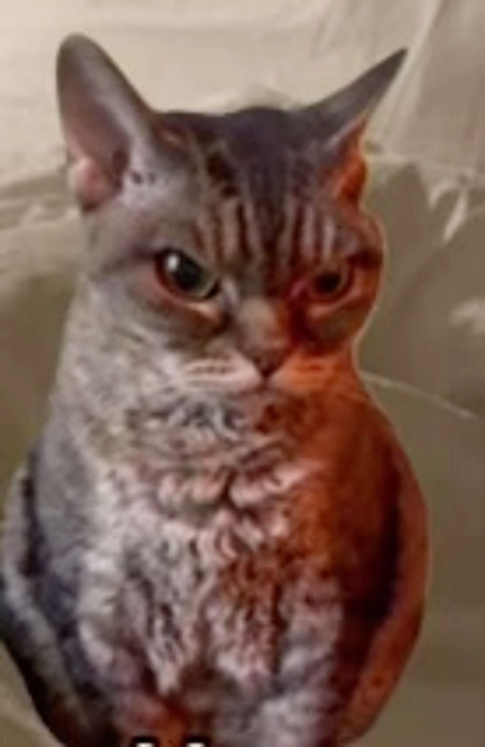 Chunky tabby cat sitting perfectly still with a deeply annoyed glare