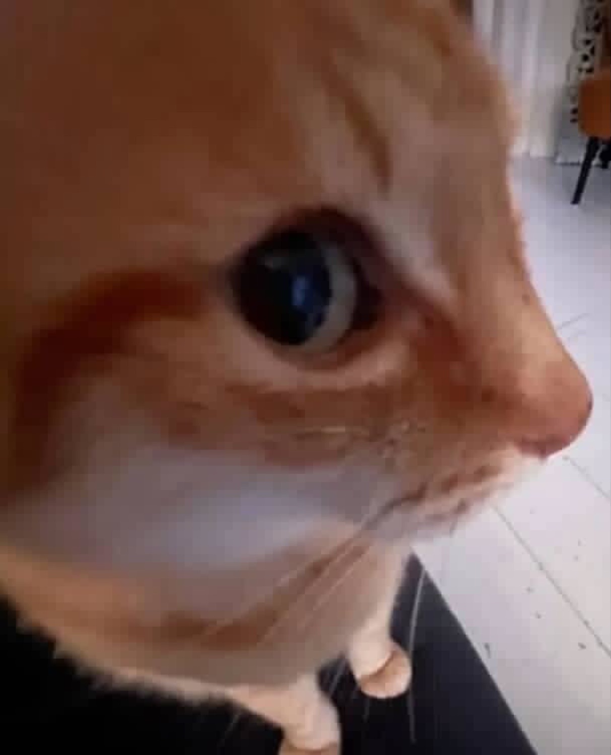Extreme close-up of a ginger cat locking eyes with the camera
