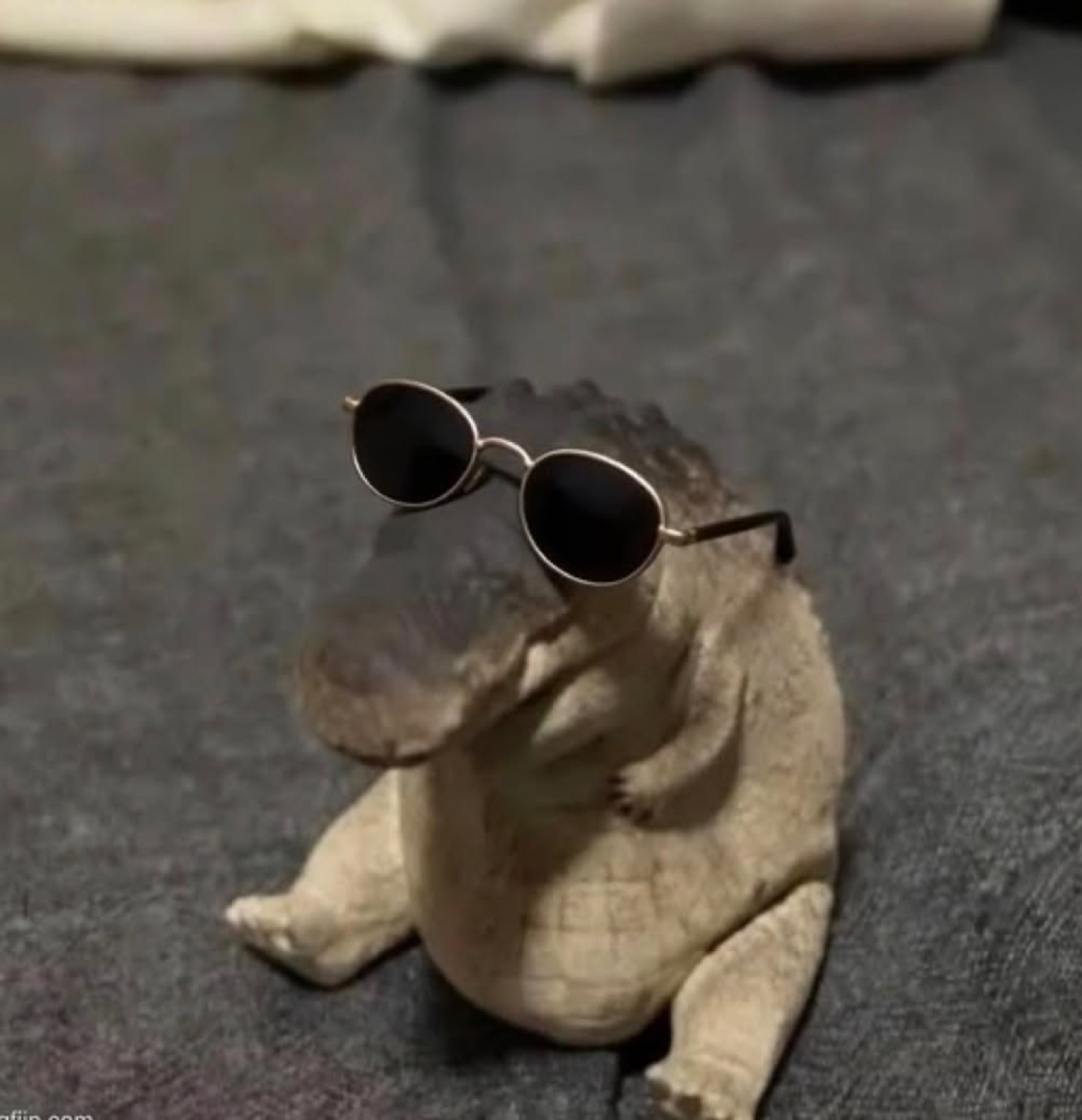 Chubby alligator sitting up in round black sunglasses looking too cool