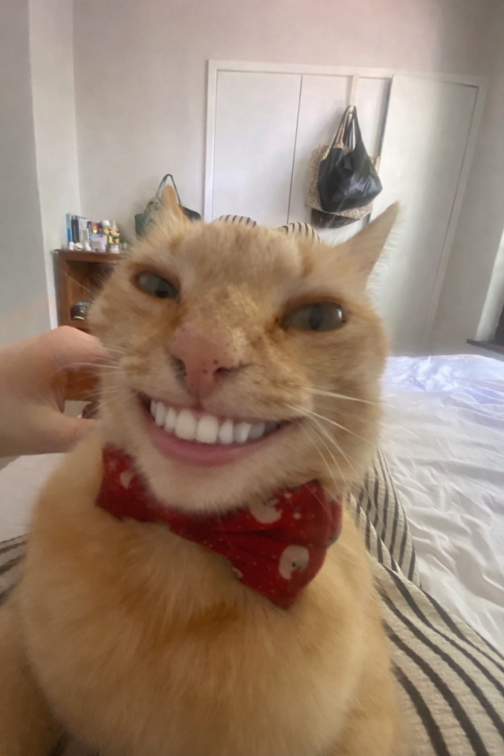 Orange cat in a red bandana wearing a giant human-teeth grin filter