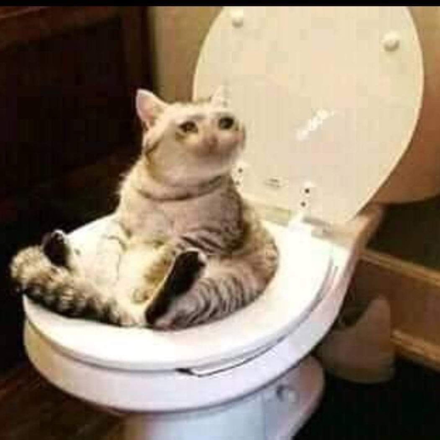 Cat sprawled on a toilet seat looking defeated