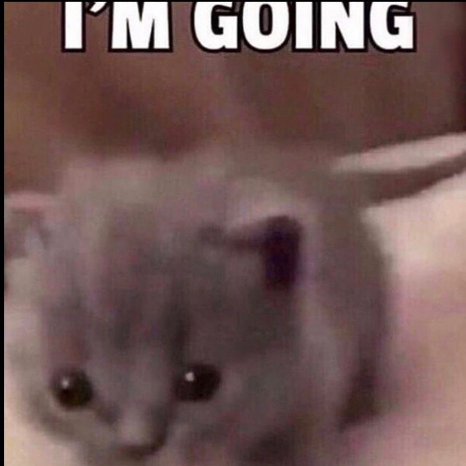 Blurry kitten close-up: 'I'M GOING'