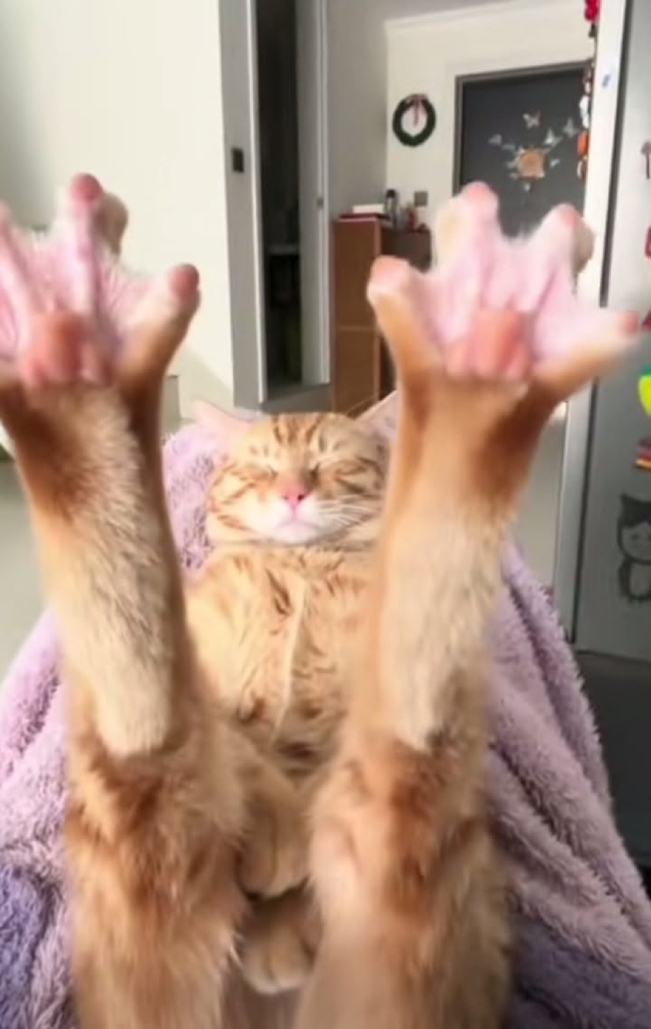 Ginger cat flat on its back with both paws straight up in total surrender