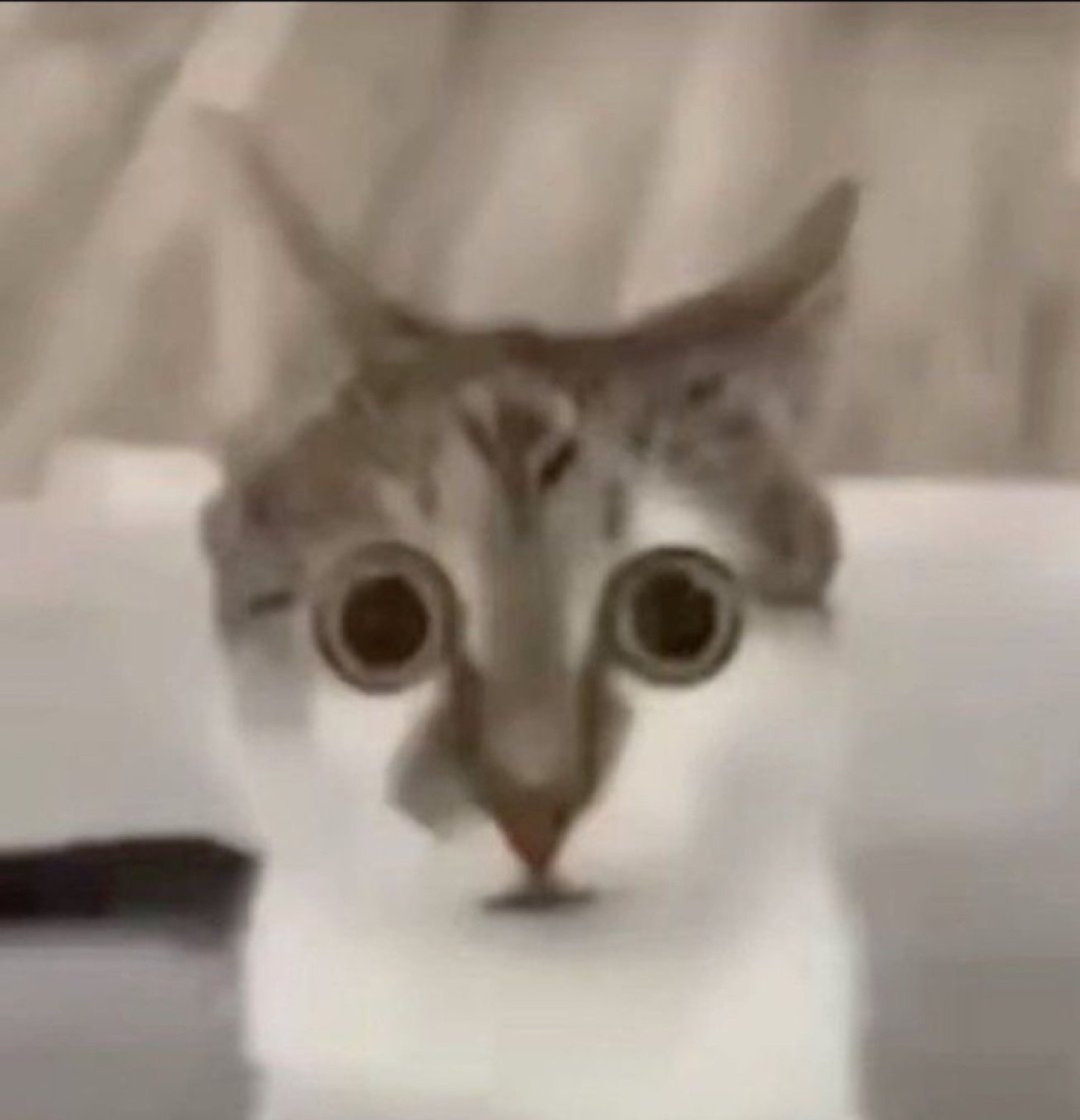 Tabby cat peeking over a ledge with massive dilated eyes locked directly at you