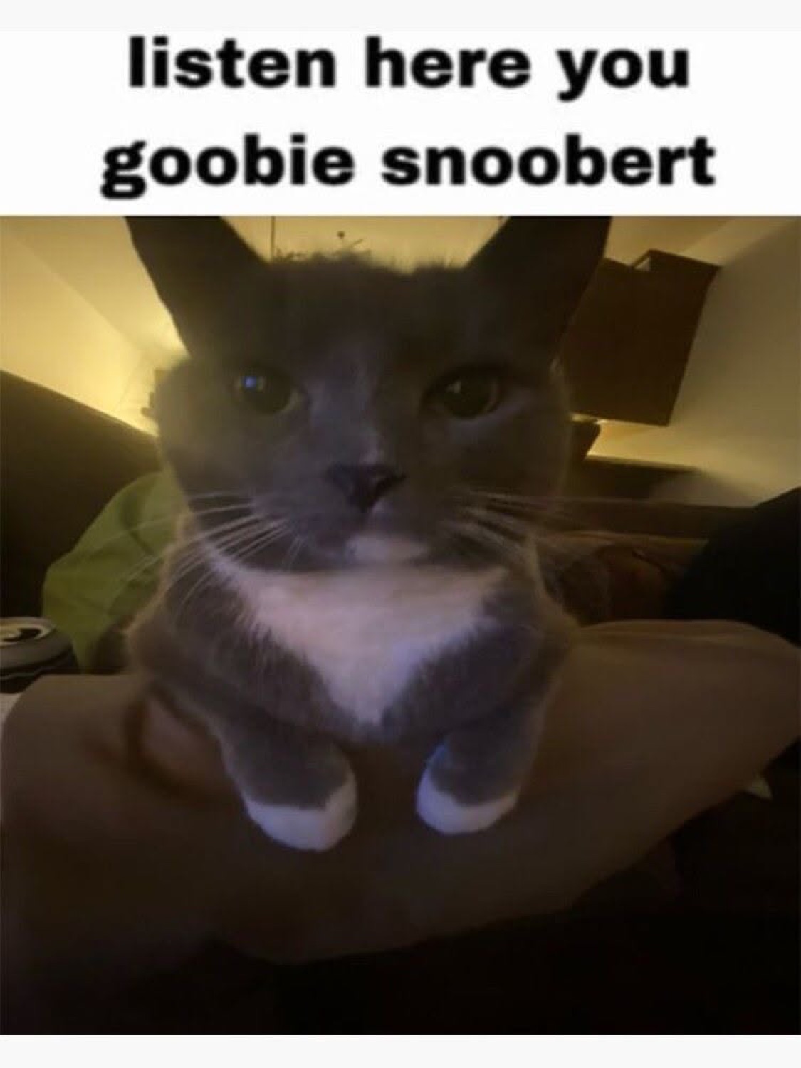 Grey cat held up staring intensely at camera captioned 'listen here you goobie snoobert'