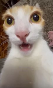 Orange and white cat pressed to the camera, eyes saucer-wide and mouth open
