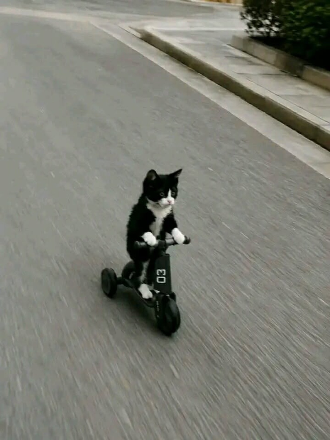 Tuxedo cat riding a tiny bike down the middle of the road