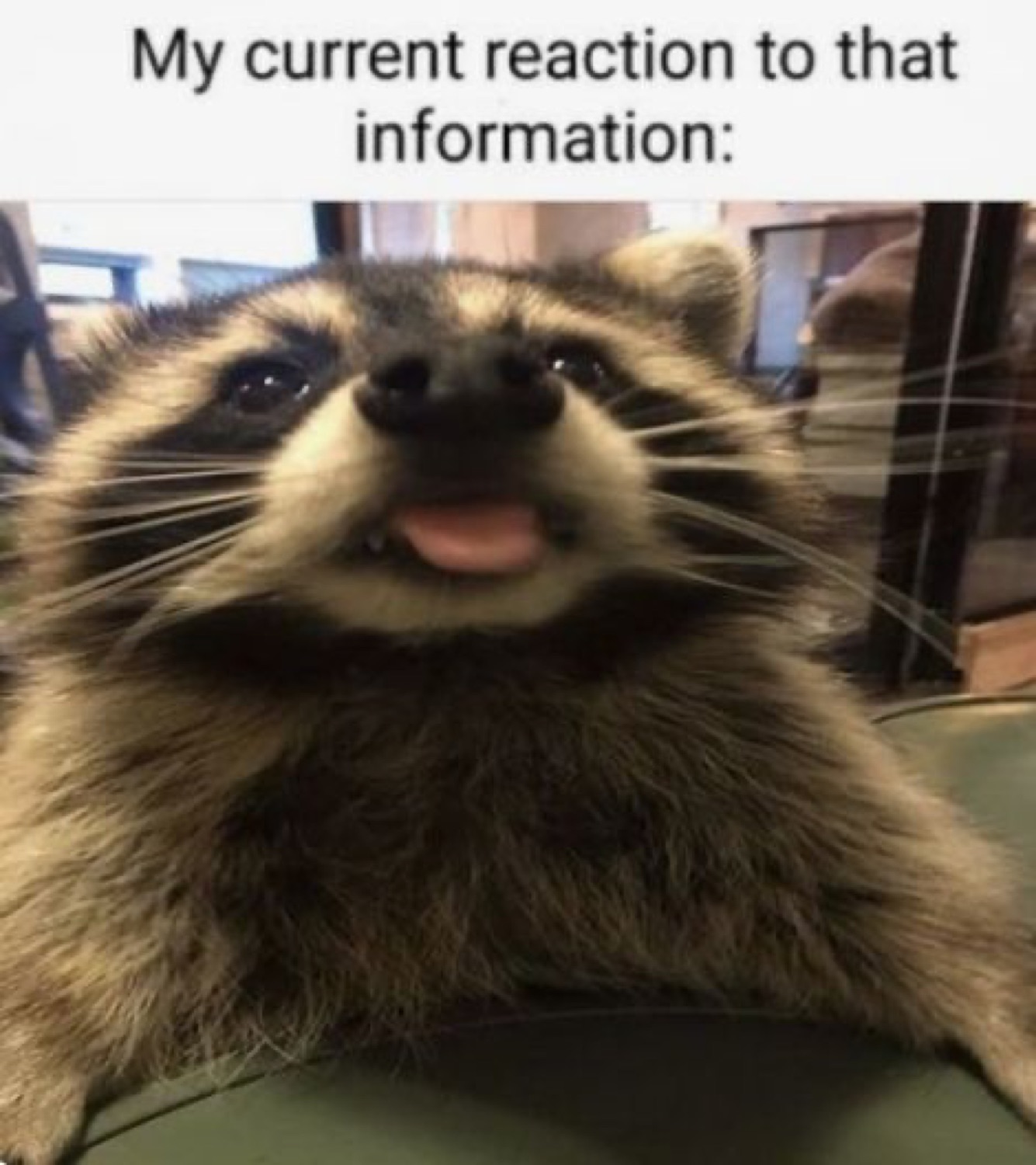 Raccoon grinning with its tongue out under 'My current reaction to that information:'