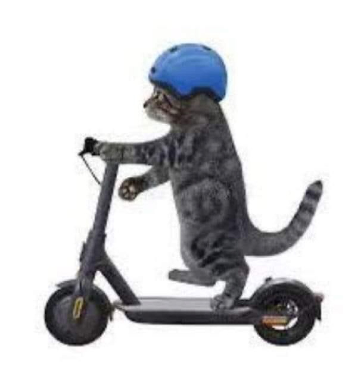 Cat in a blue helmet riding an electric scooter